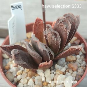 haworthia selection S333