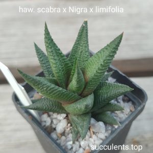 haworthia nigra x scabra x limifolia