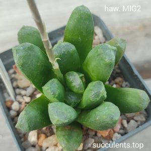 haworthia MIG2