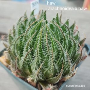 haworthia arachnoidea x haw