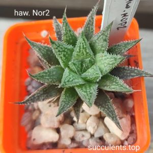 haworthia NOR2