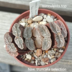 haworthia truncata selection