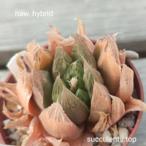 haworthia hybrid