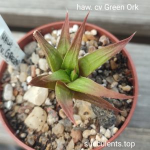 haworthia Green Ork