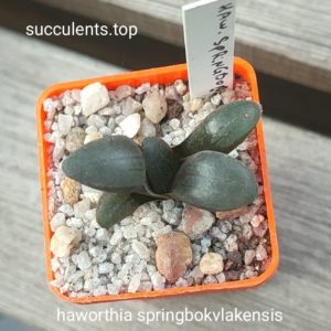 haworthia springbokvlakensis