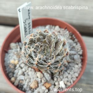 haworthia arachnoidea scabrispina