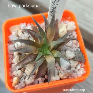 haworthia parkxiana