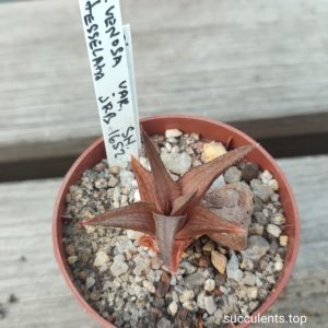 haworthia tesselata JRB1652 SH