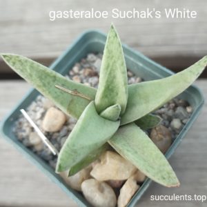 gasteroloe White Suchaks