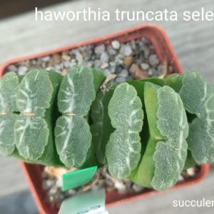 haworthia truncata selection