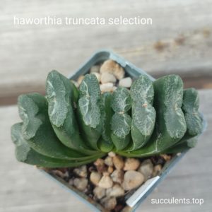 haworthia truncata selection