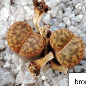 lithops bromfildii C57