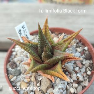 haworthia limifolia black form