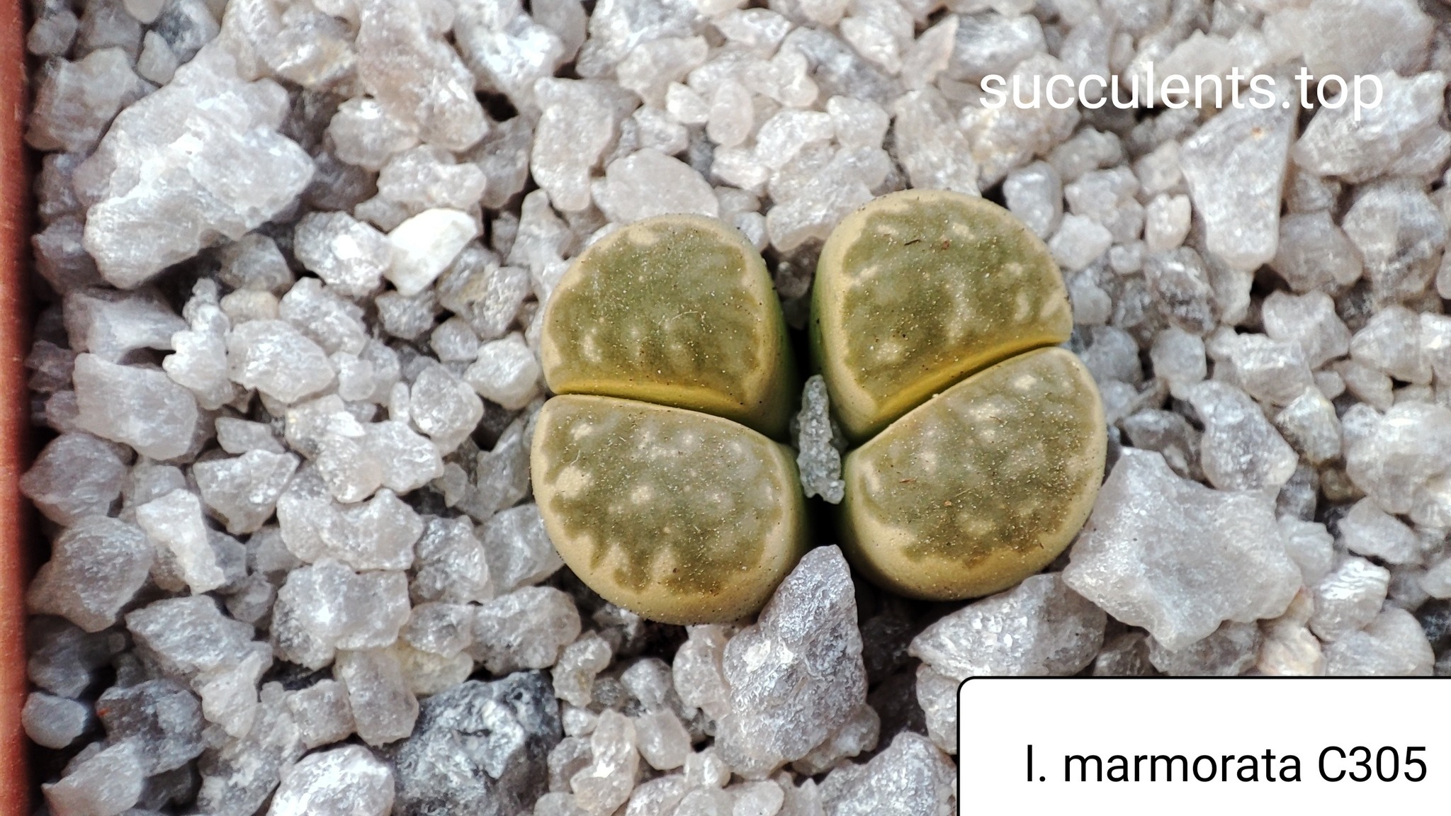 lithops marmorata C305