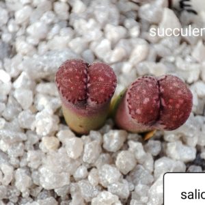 lithops salicola cv bacchus