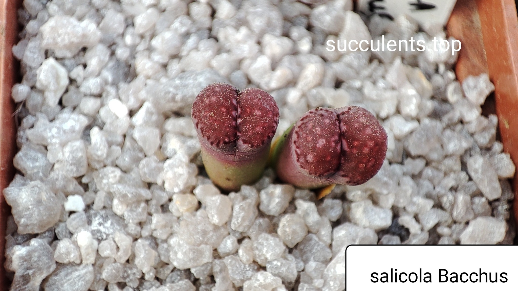 lithops salicola cv bacchus