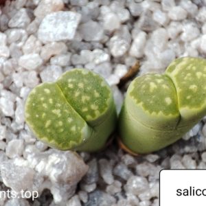 lithops salicola malachite
