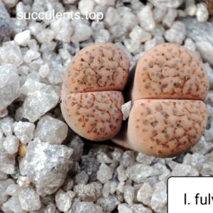 lithops fulviceps C220