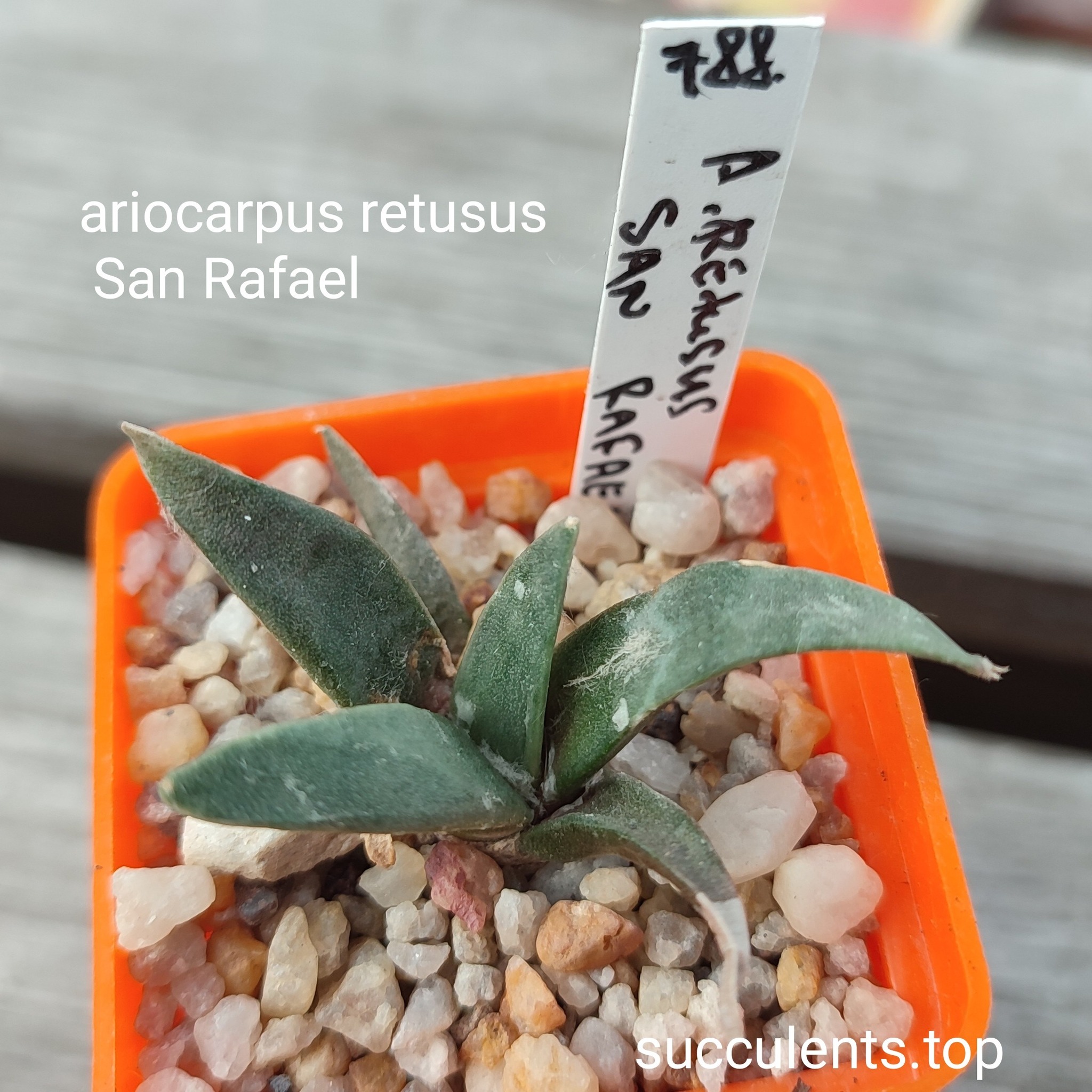 Ariocarpus retusus San Fafael
