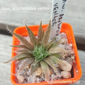 haworthia arachnoidea venteri