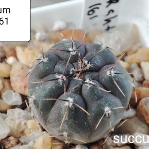 gymnocalycium berchtii VS161