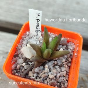 haworthia floribunda