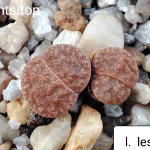 lithops lesliei C354