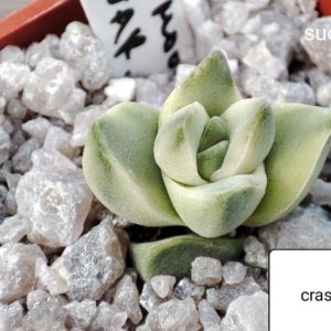 crassusa moonglow variegata