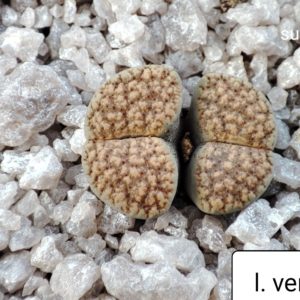 lithops verruculosa