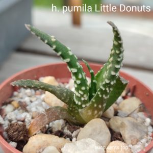 haworthia pumila little donuts
