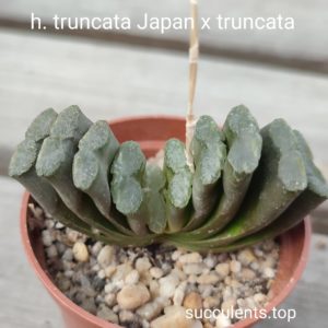 haworthia truncata Japan x truncata