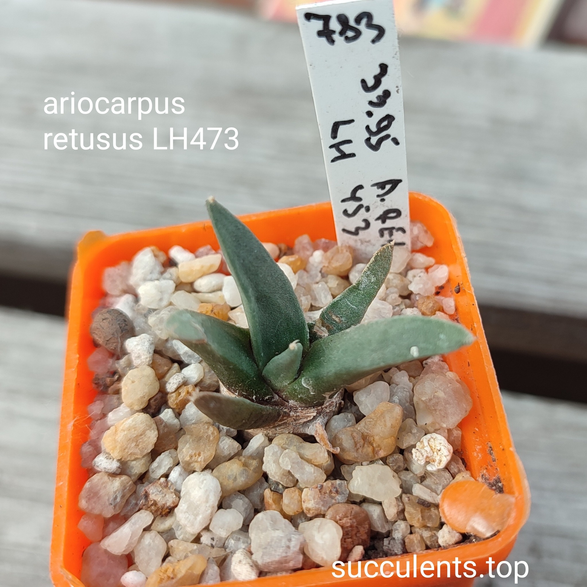ariocarpus retusus LH473