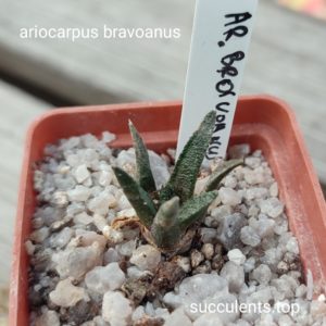 ariocarpus bravoanus