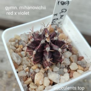 gymnocalycium mihanovichii cv violet x red