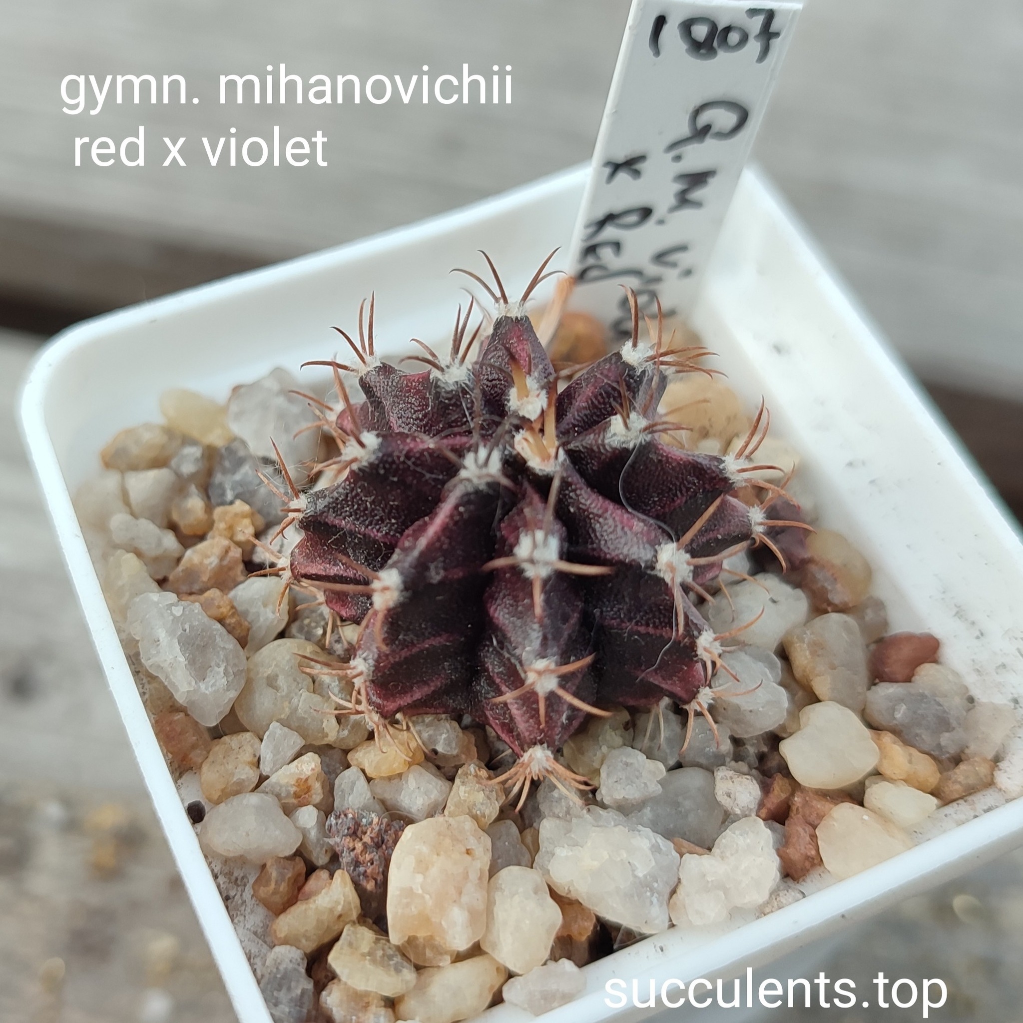 gymnocalycium mihanovichii cv violet x red
