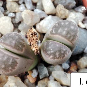 lithops olivacea