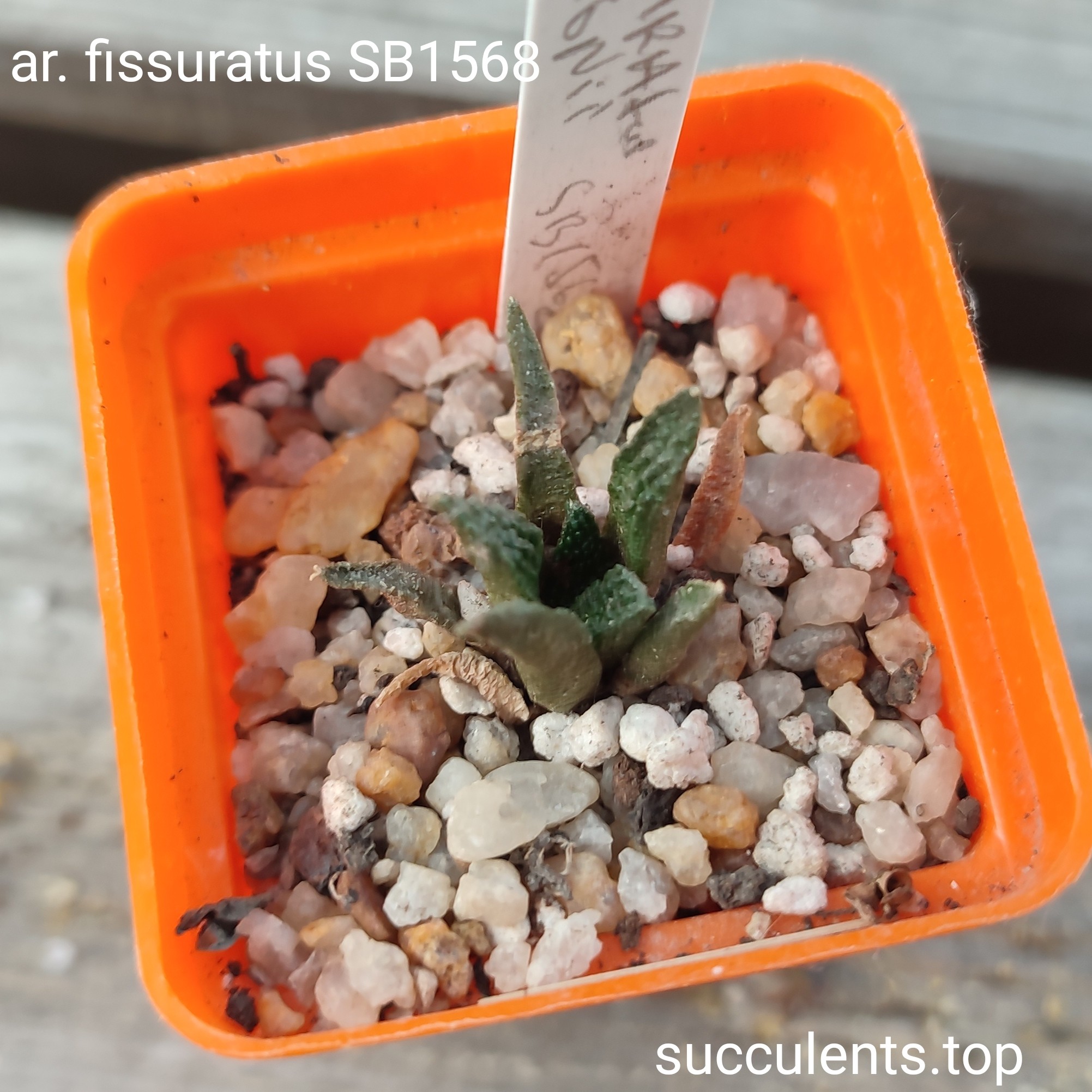 ariocarpus fissuratus SB1568