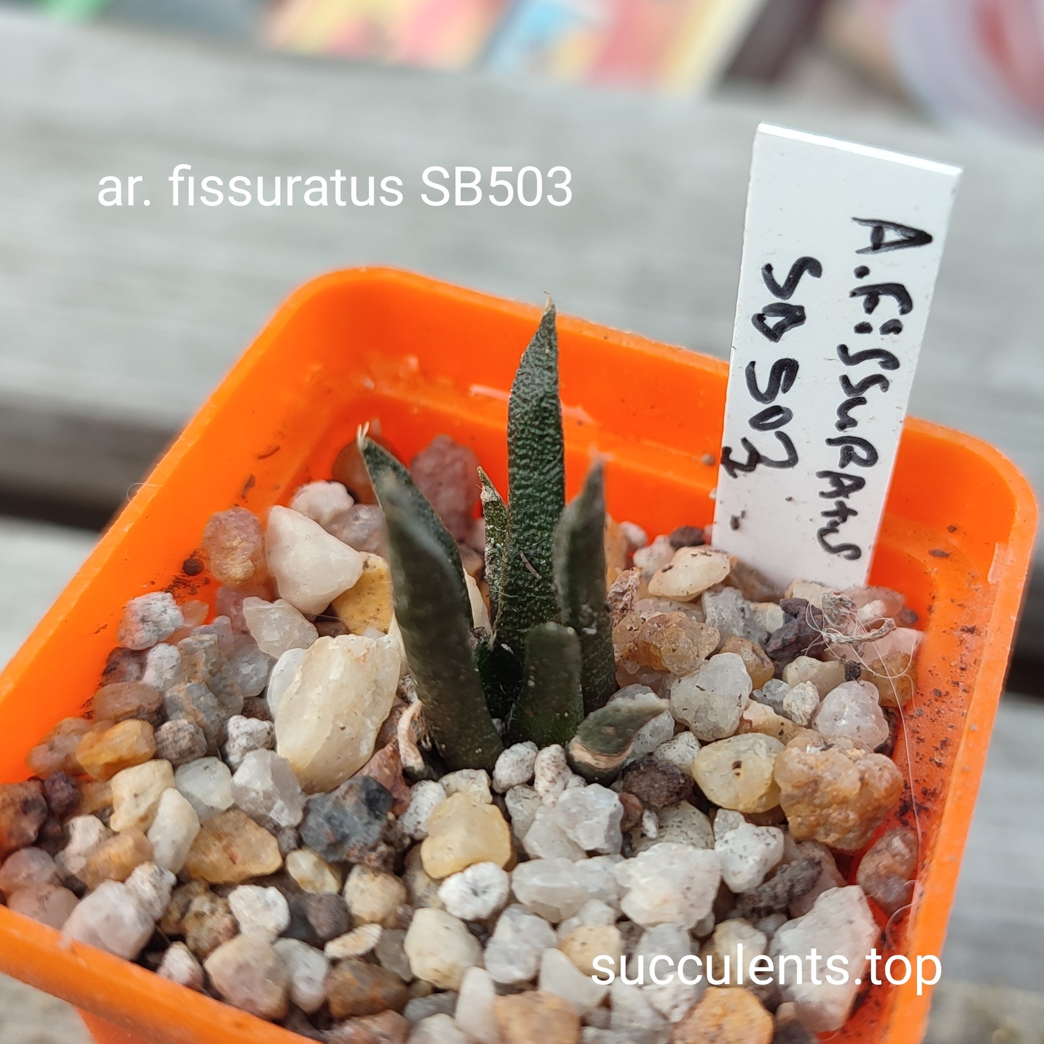 ariocarpus fissuratus SB503
