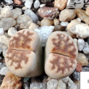 lithops karasmontana lateritia