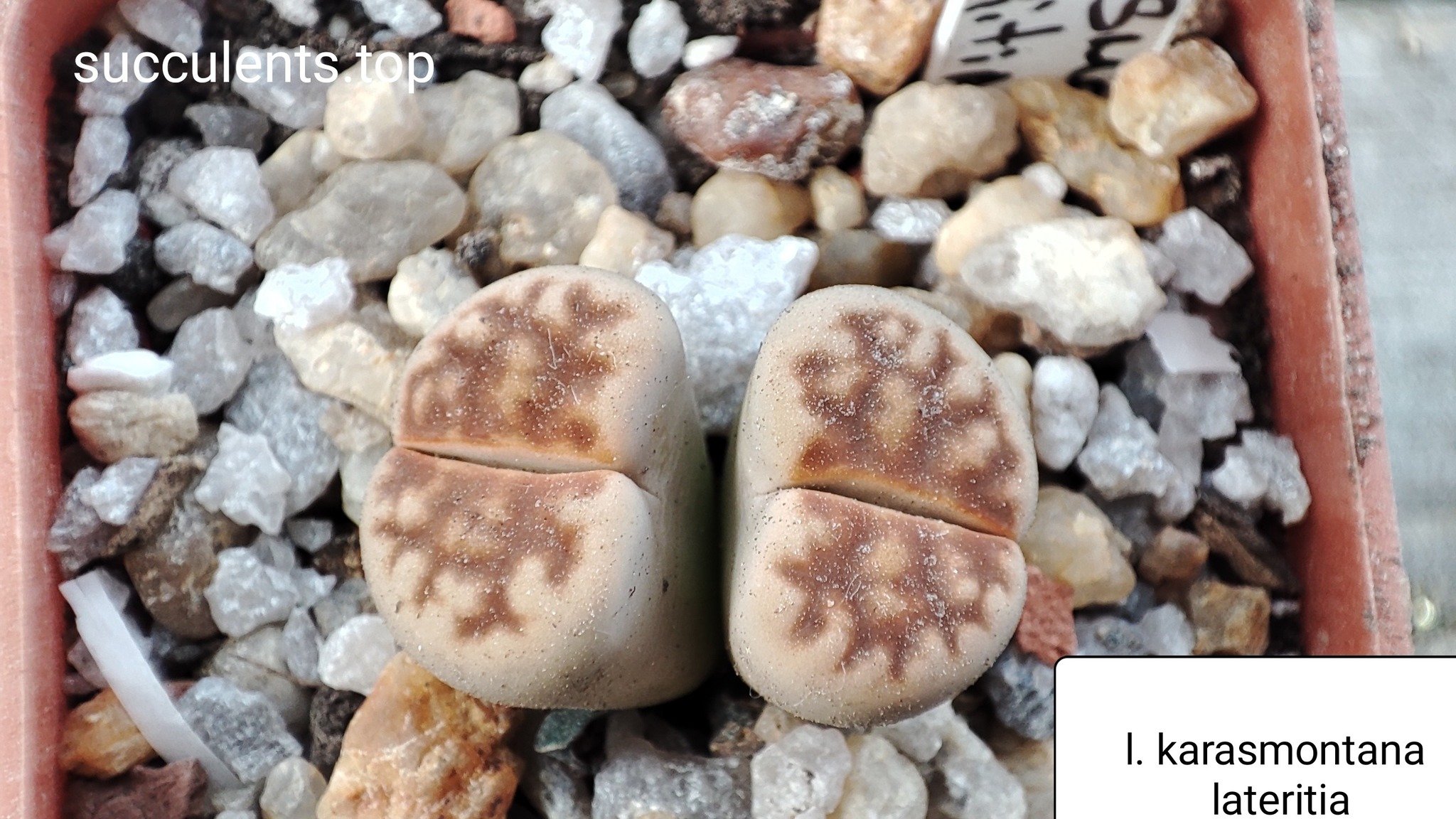lithops karasmontana lateritia
