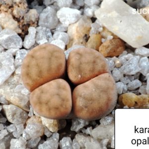lithops karasmontana opalina MG1632