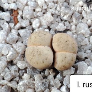 lithops ruschiorum