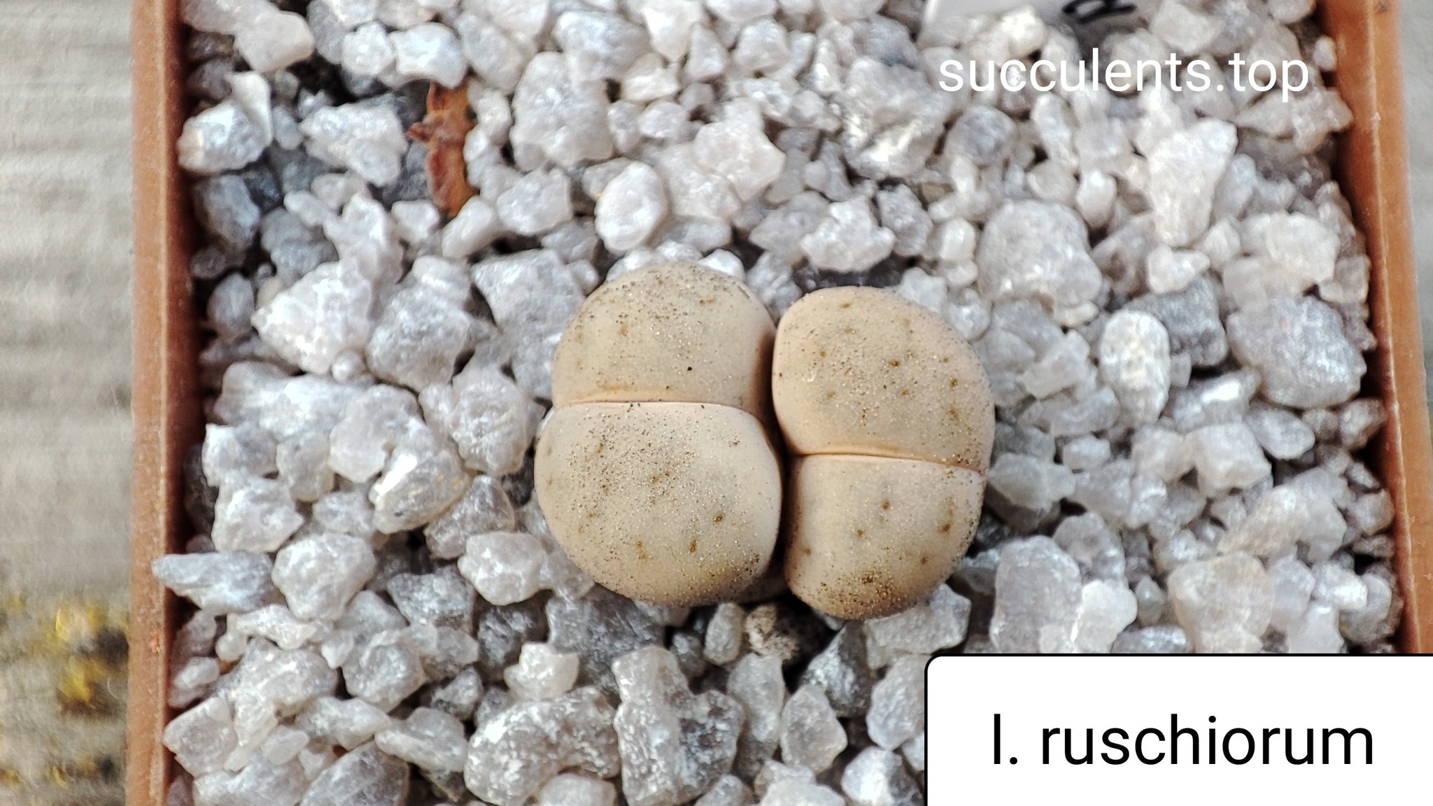 lithops ruschiorum
