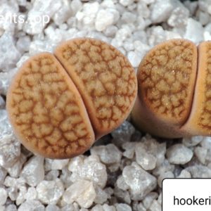 lithops hookeri Abrahamsdam