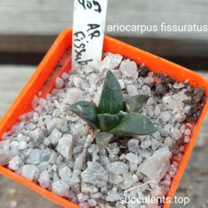 ariocarpus fissuratus