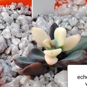 echeveria rezry variegata