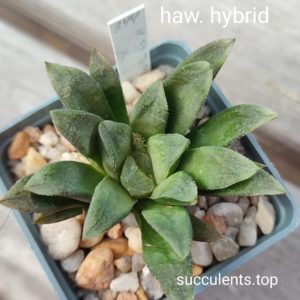 haworthia hybrid