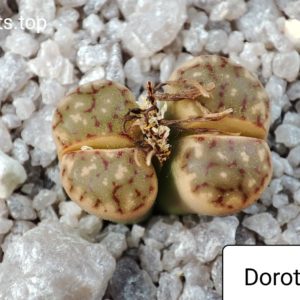 lithops dorothea C300