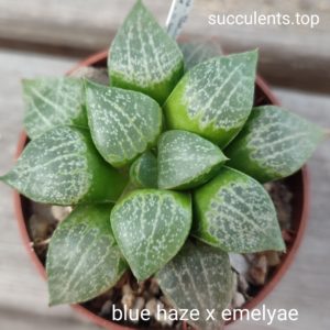 haworthia Blue Haze x Emelyae