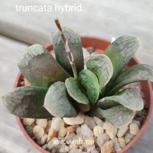 haworthia truncata hybrid